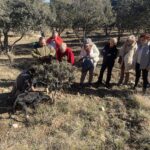 Recoñectando trufas en la plantación